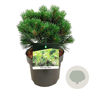 Pinus nigra 'Nana' 25-30 cm