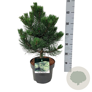 Pinus nigra 'Oregon Green' 30-40 cm 4,5L