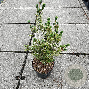 Pinus parviflora 'Adcock's Dwarf' 30-40 cm 7,5L