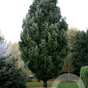Pinus strobus 'Fastigiata' 250-300 cm container solitair
