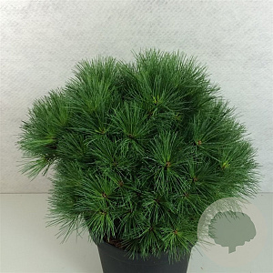 Pinus strobus 'Greg' 30-35 cm 10L