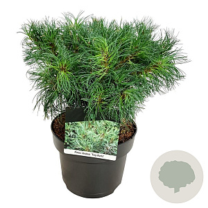 Pinus strobus 'Tiny Kurls' 25-30 cm