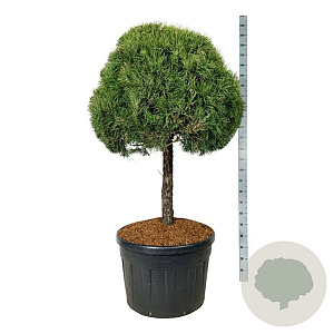Pinus sylvestris 80 cm stam cont. 180L 90-100 diameter