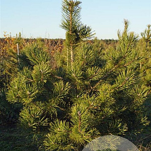 Pinus uncinata 80-100 cm draadkluit solitair