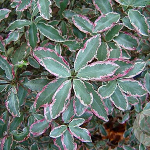 Pittosporum tenuifolium 'Elizabeth' 125-150 cm 20L