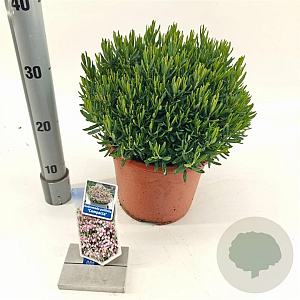 Andromeda polifolia 'Compacta' 25-30 cm 5,0L