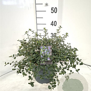 Ceanothus thyrsiflorus repens 40-50 cm 5,0L