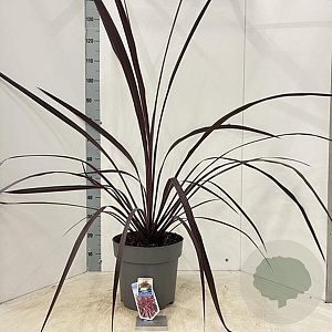 Cordyline Festival Burgundy 70-80 cm 12L