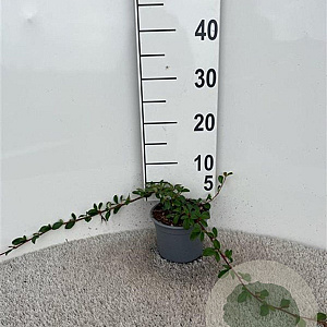 Cotoneaster dammeri 30-40 cm C1.3