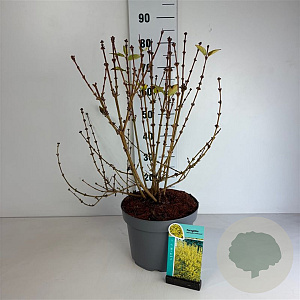 Forsythia 'Goldrausch' 50-60 cm 10L
