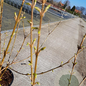 Forsythia int. 'Spectabilis' 30-40 cm 2,0L