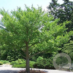 Ginkgo biloba 100-125 cm 7,5L