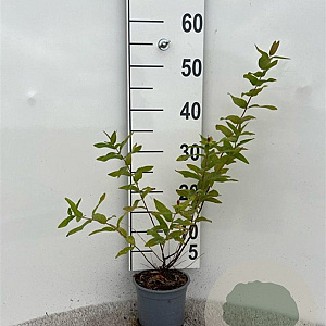 Hypericum androsaemum 30-40 cm C1.3