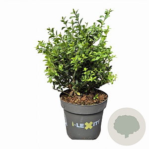 Ilex crenata Dark Green 15-20 cm C1 struik potgekweekt