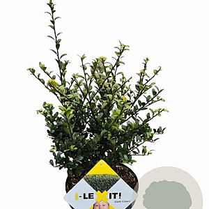 Ilex crenata Dark Green 30-40 cm 3,0L struik potgekweekt
