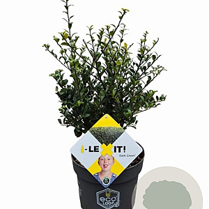 Ilex crenata Dark Green 30-40 cm 3,0L struik potgekweekt