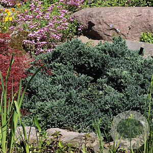 Juniperus squamata 'Blue Star' 25-30 cm 5,0L