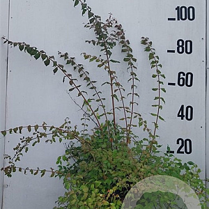 Kolkwitzia amabilis 'Pink Cloud' 60-80 cm 10L