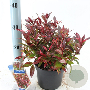 Leucothoe Red Lips 20-25 cm 2,0L
