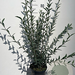 Ligustrum vulgare 80-100 cm 5,0L