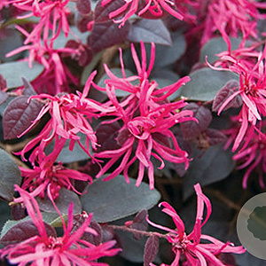 Loropetalum chinense 30-40 cm 3,0L