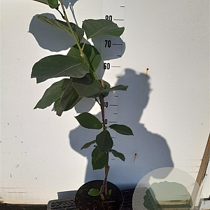 Magnolia denudata Yellow River 60-80 cm 5,0L