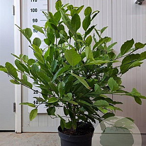 Magnolia stellata 50-60 cm 7,5L