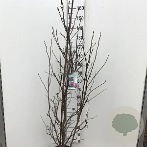 Magnolia 'Susan' 150-175 cm 15L