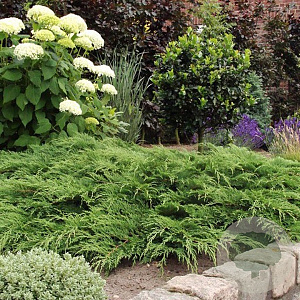 Microbiota decussata 40-50 cm 5,0L