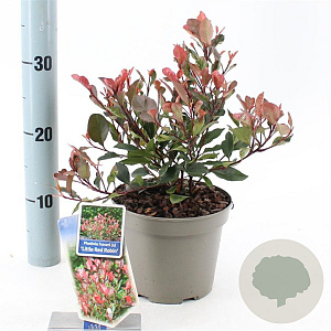 Photinia fraseri 'Little Red Robin' 20-25 cm 2,0L