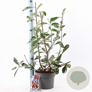 Photinia fraseri Louise 60-70 cm 5,0L
