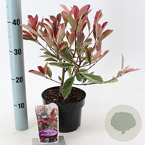 Photinia fraseri Pink Marble 25-30 cm 2,0L