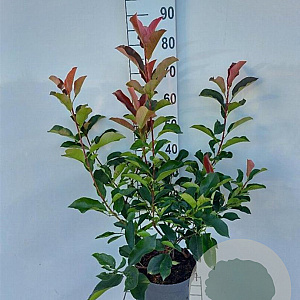 Photinia fraseri 'Red Robin' 60-80 cm 5,0L