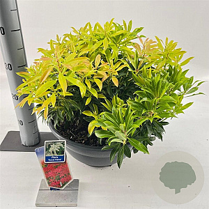 Pieris 'Forest Flame' 30-40 cm 10L