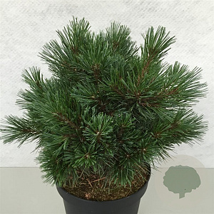 Pinus strobus 'Krüger's Lilliput' 30-40 cm 7,5L