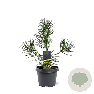 Pinus thunbergii 30-40 cm 3,0L