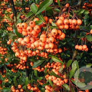 Pyracantha Saphyr Orange 100-125 cm 20L 3 stok
