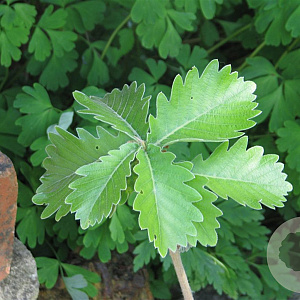 Quercus dentata 25-30 HO draadkluit 4 X verplant