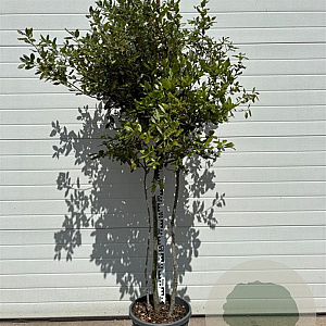 Quercus ilex 80-120 cm 30L bol meerstammig