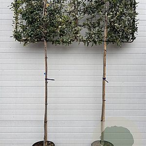 Quercus ilex 8-10 HO container lei 100x100