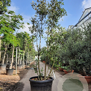 Quercus ilex 250-300 cm container meerstammig