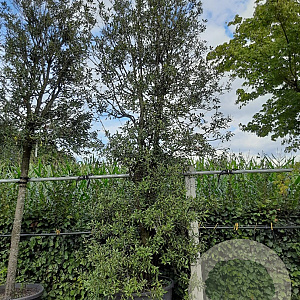 Quercus ilex GM container solitair