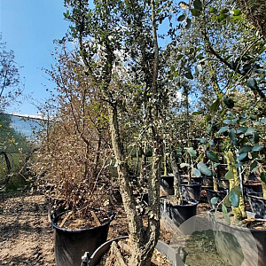 Quercus suber 300-350 cm container meerstammig