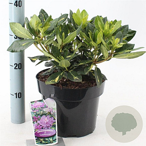 Rhododendron 'Goldflimmer' 30-40 cm 5,0L
