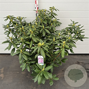 Rhododendron 'Roseum Elegans' 60-80 cm 20L