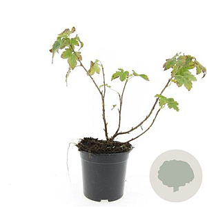 Ribes glandulosum GM C1.3