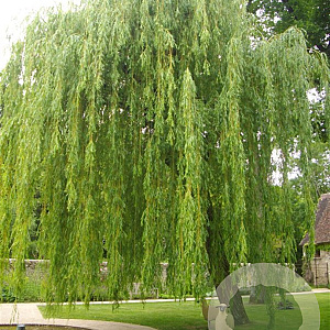 Salix babylonica 20-25 HO draadkluit 3 X verplant