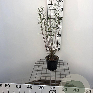 Salix purpurea 'Nana' 40-50 cm C1.3