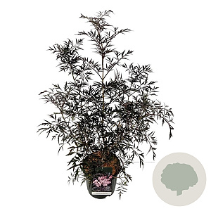 Sambucus nigra Black Lace 80-100 cm 15L
