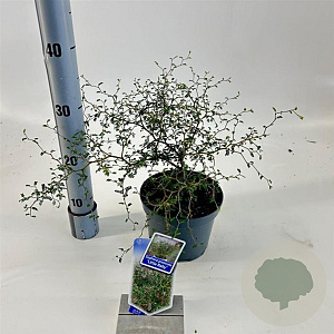 Sophora 'Little Baby' 25-30 cm 2,0L